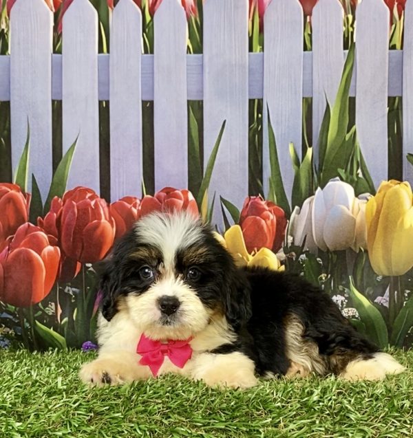Photo of Ms. Elaine the F2 Mini-Bernedoodle puppy
