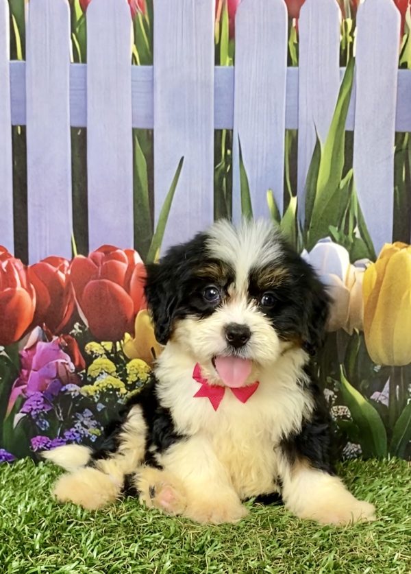 Photo of Ms. Elaine the F2 Mini-Bernedoodle puppy