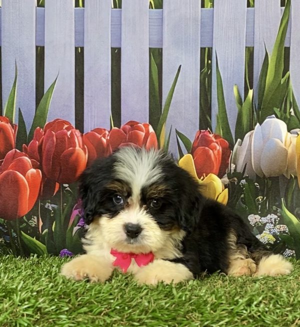 Photo of Ms. Elaine the F2 Mini-Bernedoodle puppy