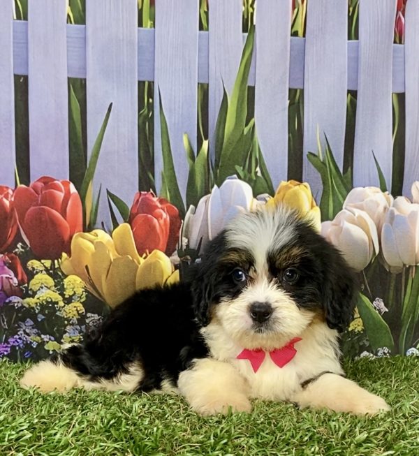 Photo of Ms. Elaine the F2 Mini-Bernedoodle puppy