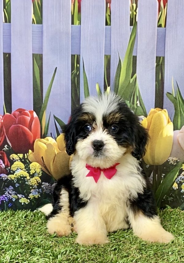 Photo of Ms. Elaine the F2 Mini-Bernedoodle puppy