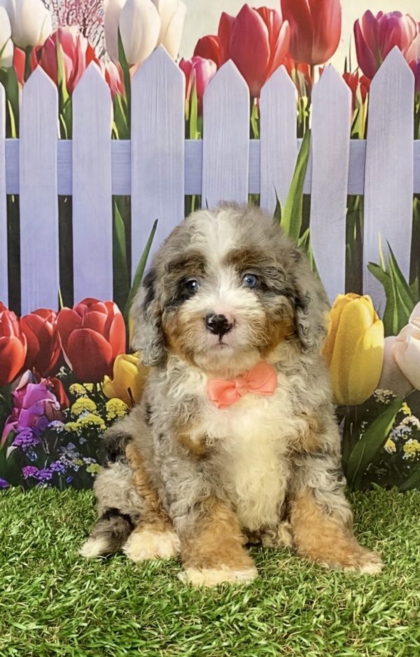 Ms. Elsa the F2 Mini-Bernedoodle puppy