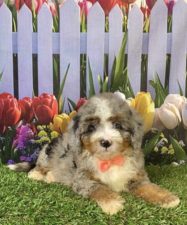 Photo of Ms. Elsa the F2 Mini-Bernedoodle puppy