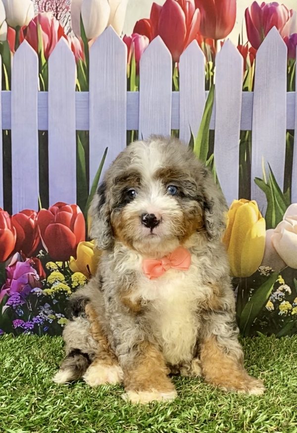 Photo of Ms. Elsa the F2 Mini-Bernedoodle puppy