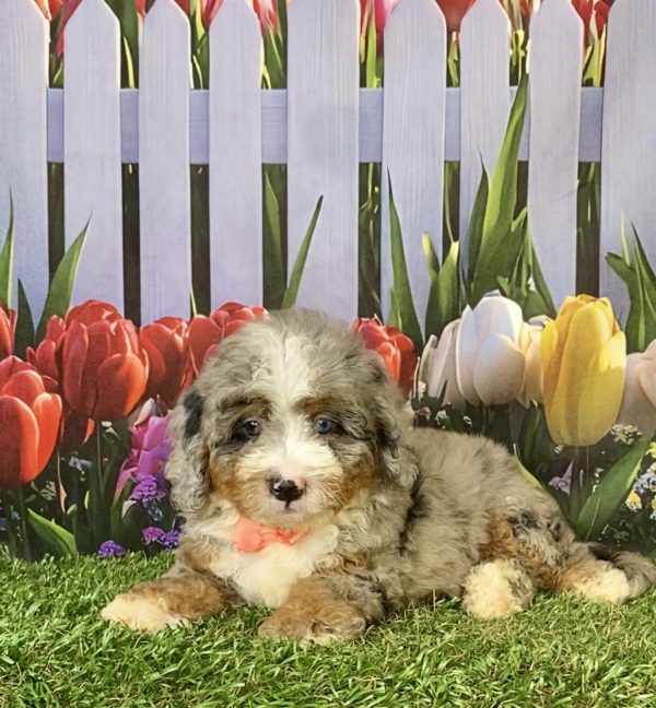 Photo of Ms. Elsa the F2 Mini-Bernedoodle puppy