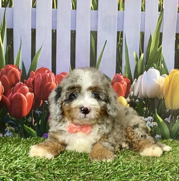 Photo of Ms. Elsa the F2 Mini-Bernedoodle puppy