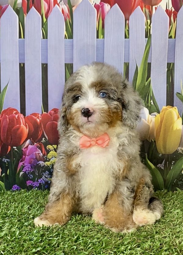 Photo of Ms. Elsa the F2 Mini-Bernedoodle puppy