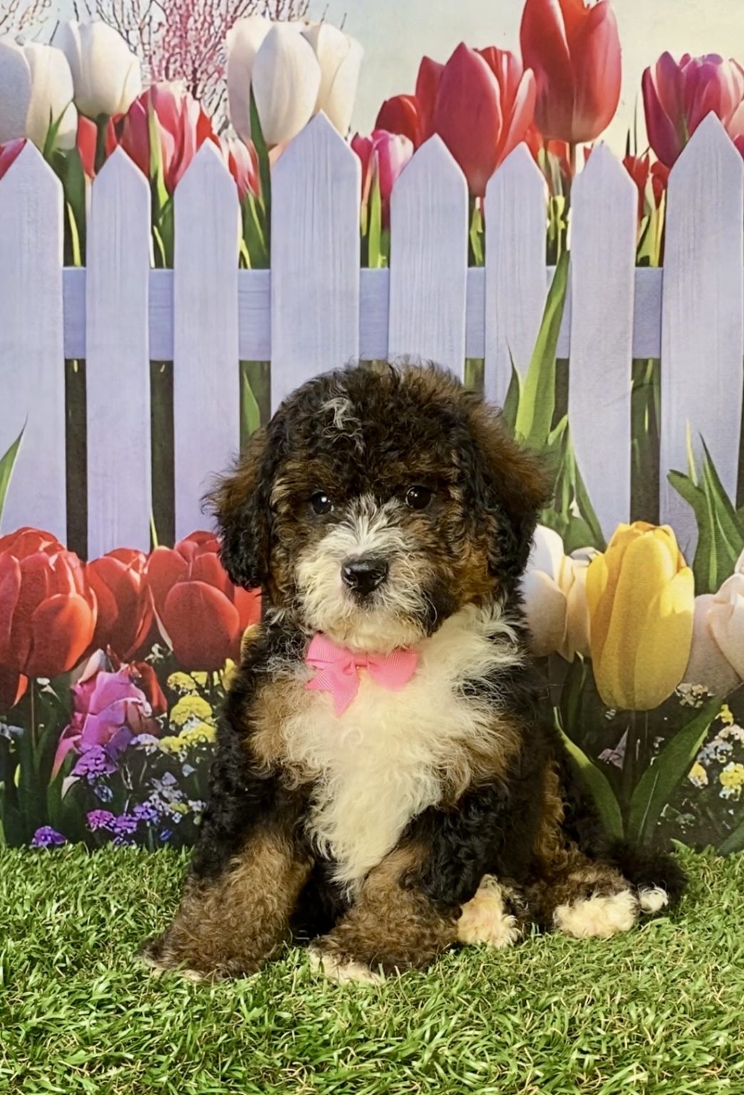 Photo of Ms. Eva the F2 Mini-Bernedoodle puppy