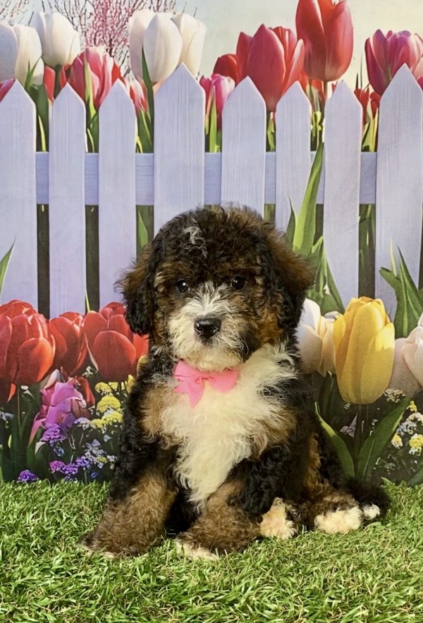 Ms. Eva the F2 Mini-Bernedoodle puppy