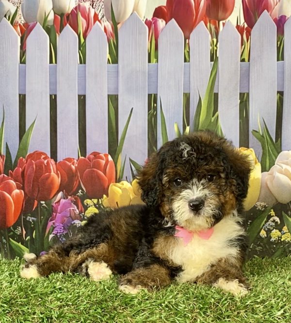 Photo of Ms. Eva the F2 Mini-Bernedoodle puppy