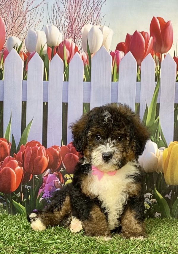 Photo of Ms. Eva the F2 Mini-Bernedoodle puppy