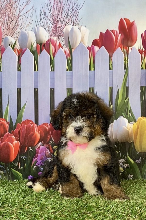 Photo of Ms. Eva the F2 Mini-Bernedoodle puppy