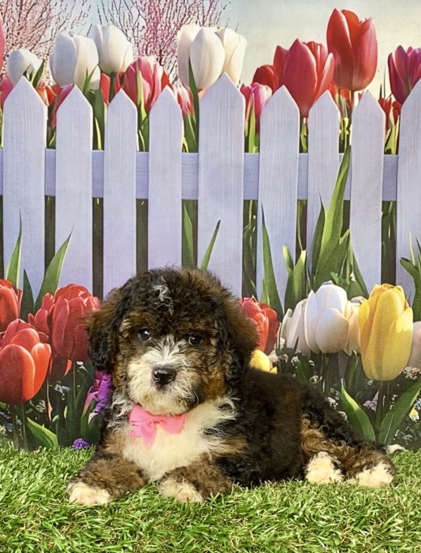 Photo of Ms. Eva the F2 Mini-Bernedoodle puppy
