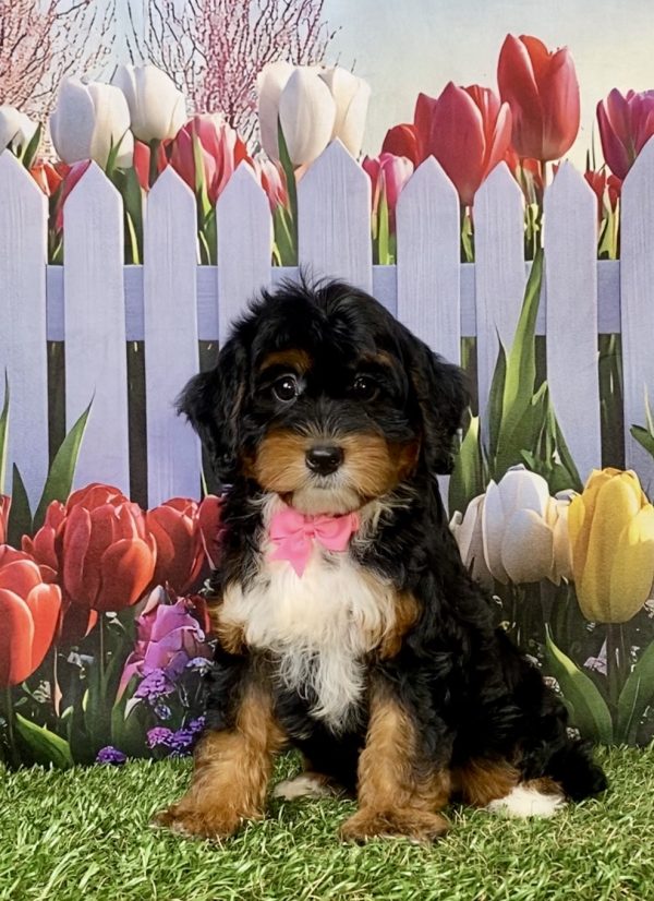 Ms. Ina the F1 Mini-Bernedoodle puppy