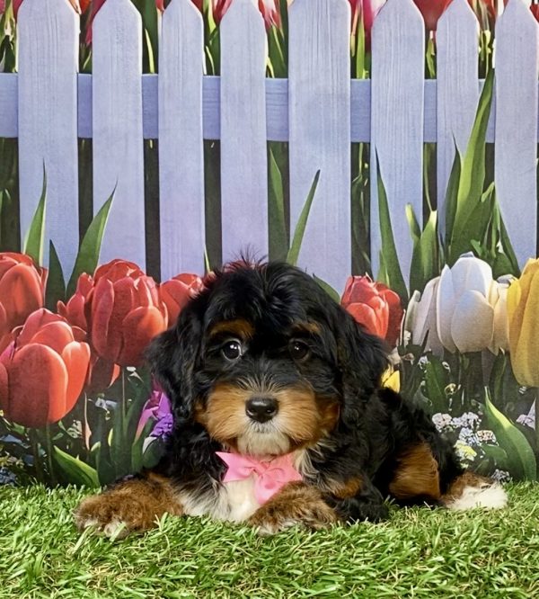 Photo of Ms. Ina the F1 Mini-Bernedoodle puppy