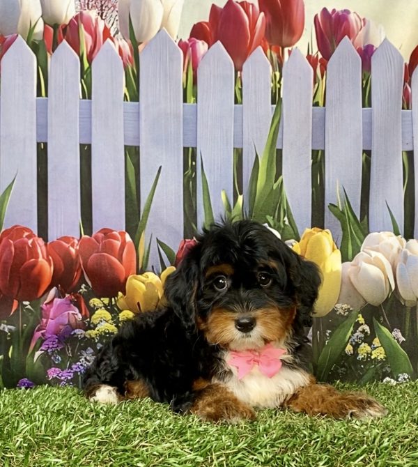 Photo of Ms. Ina the F1 Mini-Bernedoodle puppy