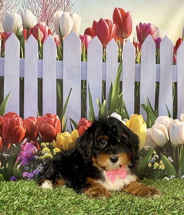 Photo of Ms. Ina the F1 Mini-Bernedoodle puppy