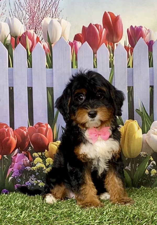 Photo of Ms. Ina the F1 Mini-Bernedoodle puppy