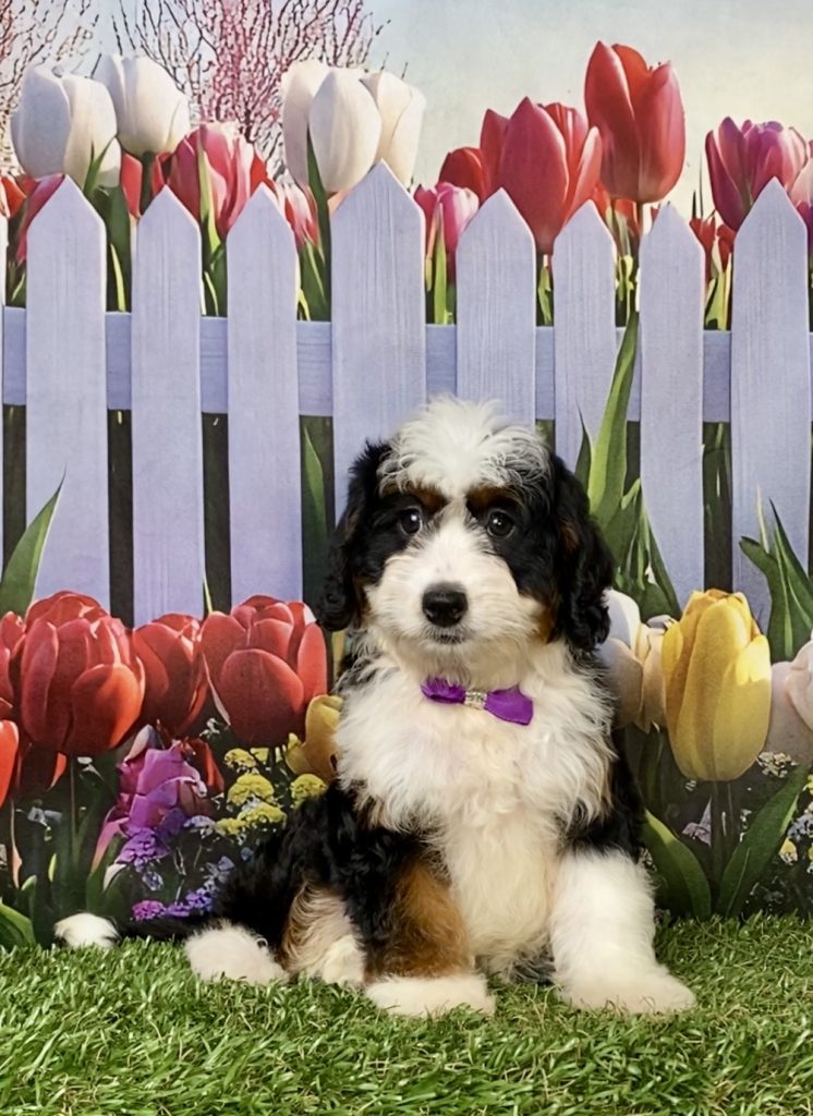 Photo of Ms. Ivy the F1 Mini-Bernedoodle puppy