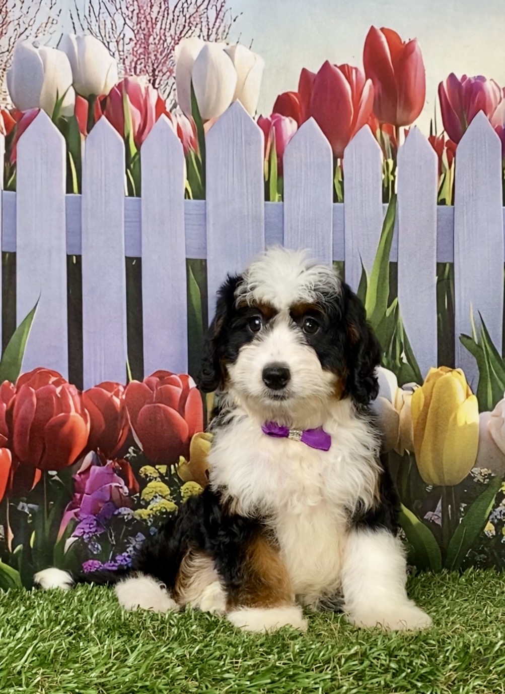 Photo of Ms. Ivy the F1 Mini-Bernedoodle puppy