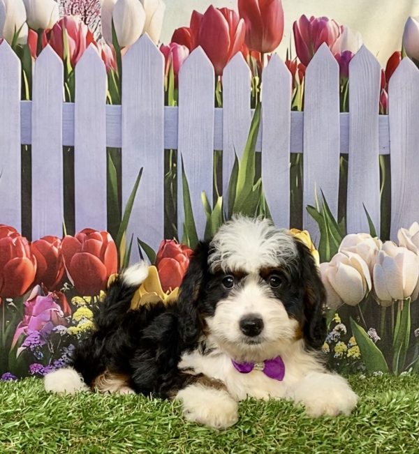 Photo of Ms. Ivy the F1 Mini-Bernedoodle puppy
