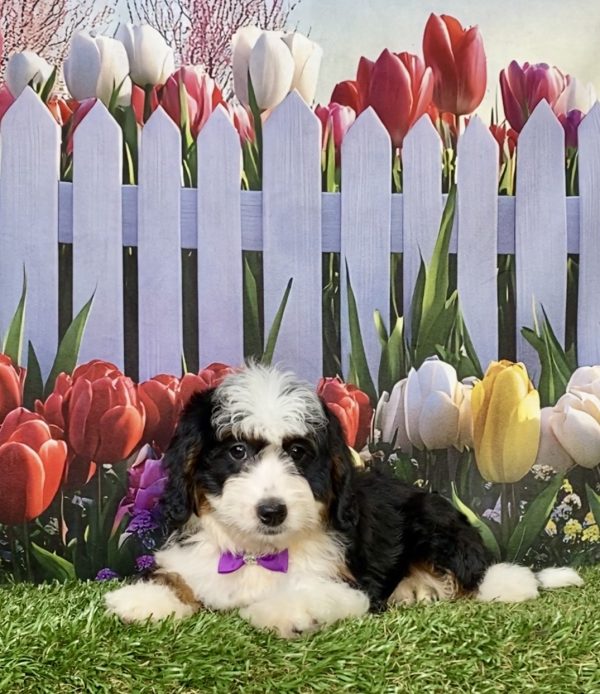 Photo of Ms. Ivy the F1 Mini-Bernedoodle puppy
