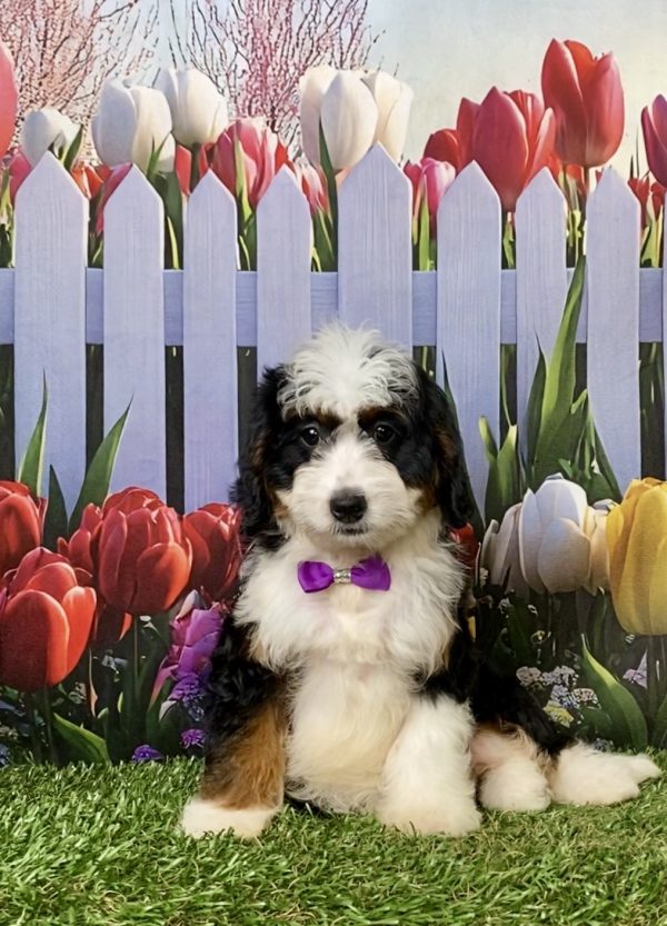 Photo of Ms. Ivy the F1 Mini-Bernedoodle puppy