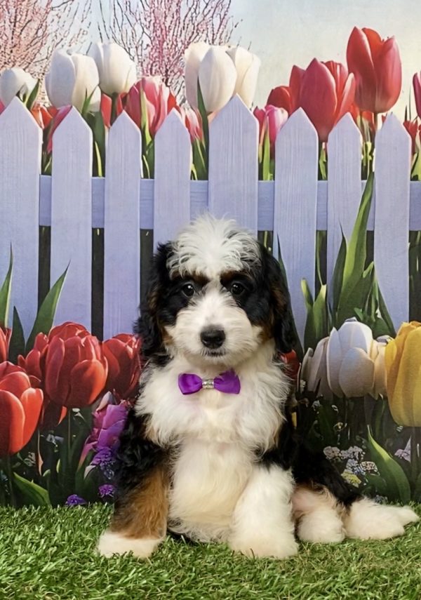 Photo of Ms. Ivy the F1 Mini-Bernedoodle puppy