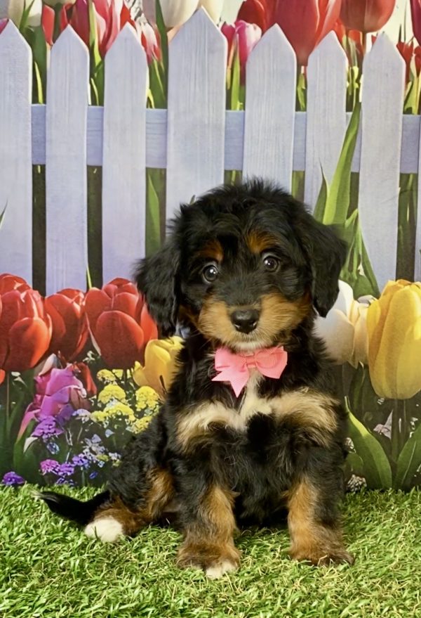 Photo of Ms. Jane the F1 Mini-Bernedoodle puppy