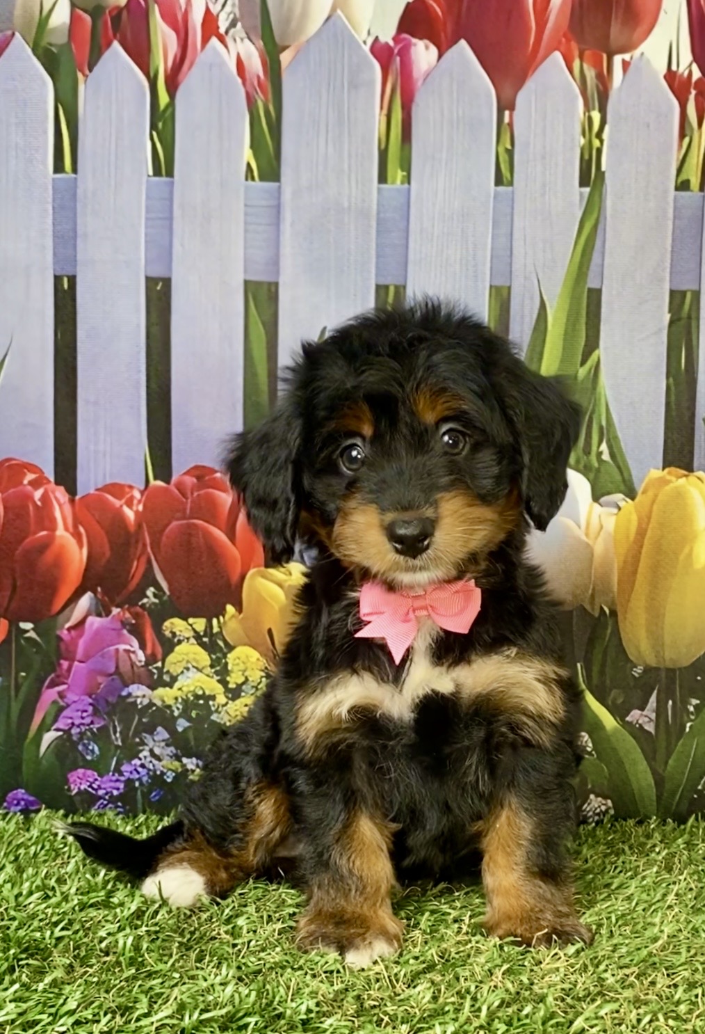 Photo of Ms. Jane the F1 Mini-Bernedoodle puppy