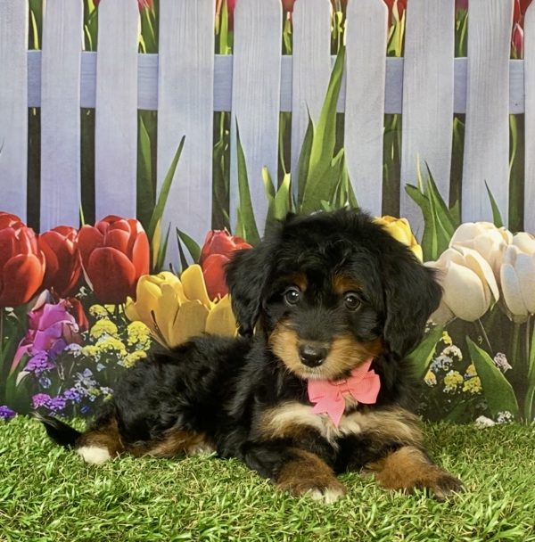 Photo of Ms. Jane the F1 Mini-Bernedoodle puppy