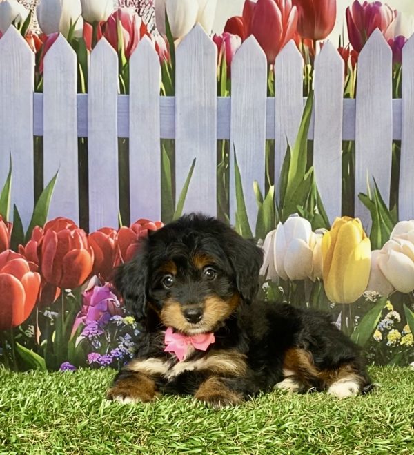 Photo of Ms. Jane the F1 Mini-Bernedoodle puppy