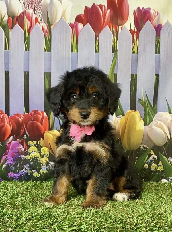Photo of Ms. Jane the F1 Mini-Bernedoodle puppy