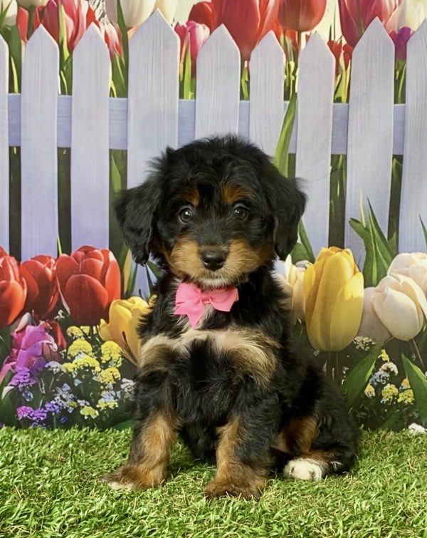 Photo of Ms. Jane the F1 Mini-Bernedoodle puppy