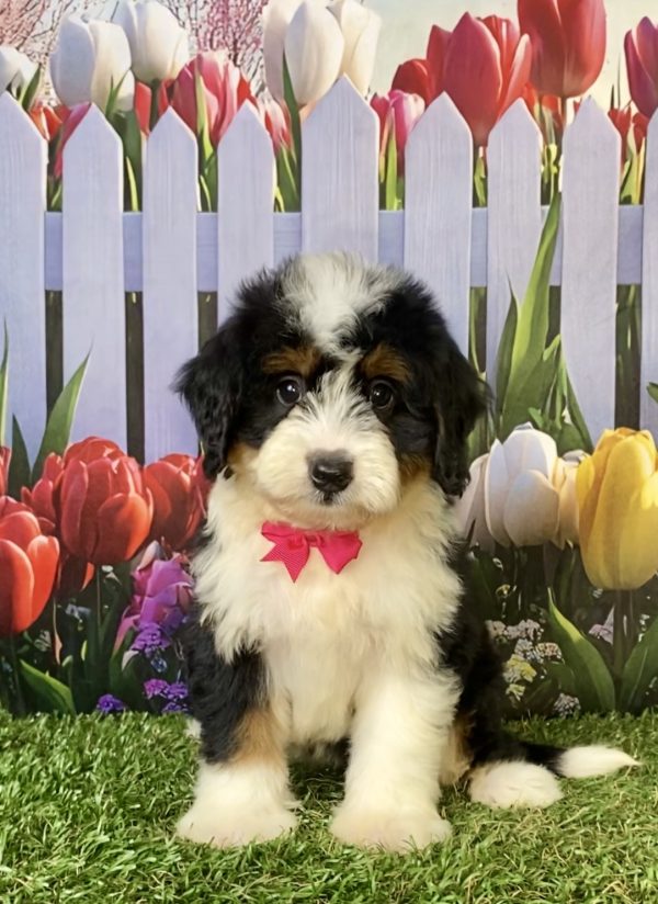 Photo of Ms. Jen the F1 Mini-Bernedoodle puppy
