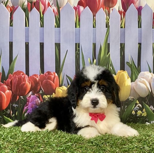 Photo of Ms. Jen the F1 Mini-Bernedoodle puppy