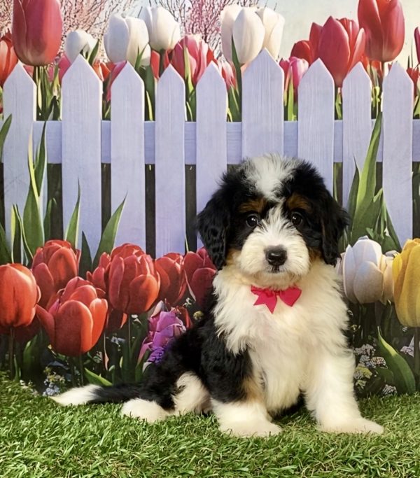 Photo of Ms. Jen the F1 Mini-Bernedoodle puppy