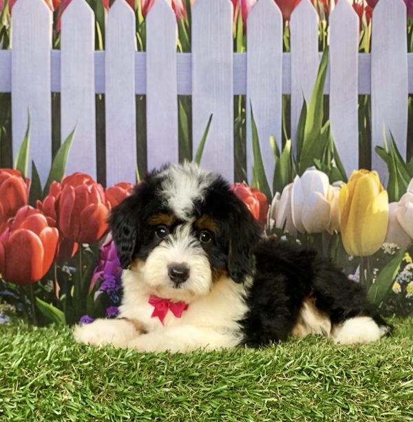 Photo of Ms. Jen the F1 Mini-Bernedoodle puppy