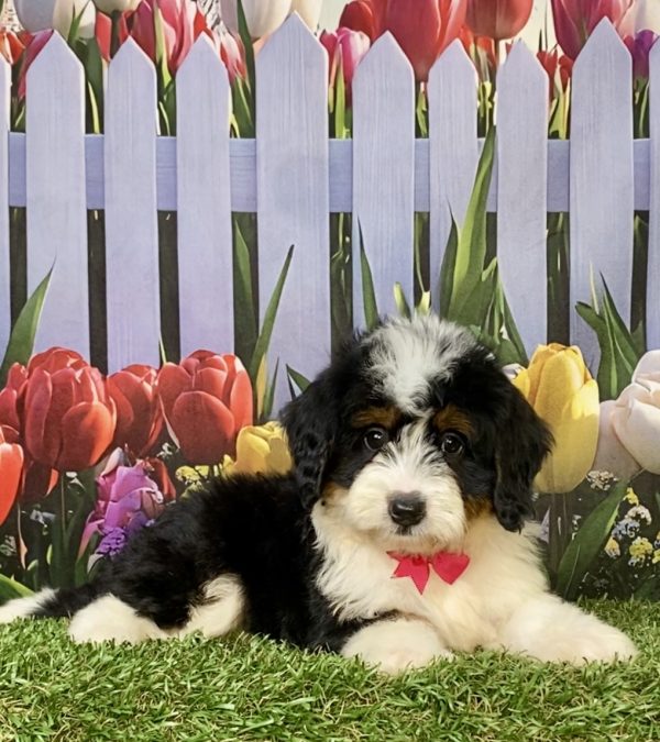 Photo of Ms. Jen the F1 Mini-Bernedoodle puppy