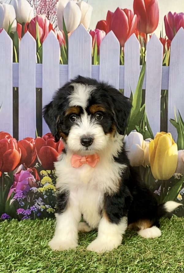 Photo of Ms. Julia the F1 Mini-Bernedoodle puppy
