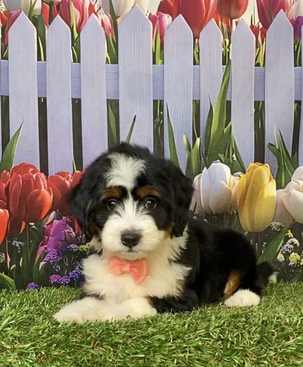 Photo of Ms. Julia the F1 Mini-Bernedoodle puppy