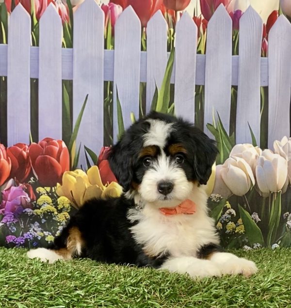 Photo of Ms. Julia the F1 Mini-Bernedoodle puppy