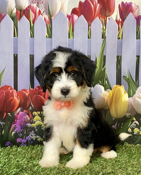 Photo of Ms. Julia the F1 Mini-Bernedoodle puppy