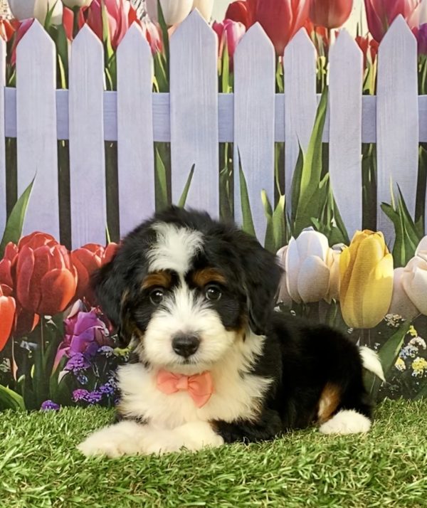 Photo of Ms. Julia the F1 Mini-Bernedoodle puppy
