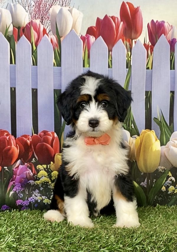 Photo of Ms. Julia the F1 Mini-Bernedoodle puppy