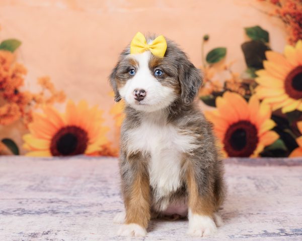 Photo of Ms. Kate the F1 Mini-Bernedoodle puppy