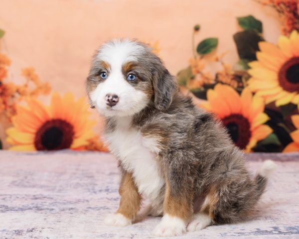 Photo of Ms. Kate the F1 Mini-Bernedoodle puppy