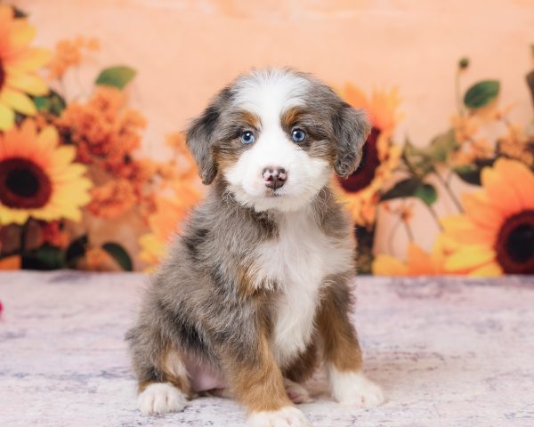 Photo of Ms. Kate the F1 Mini-Bernedoodle puppy