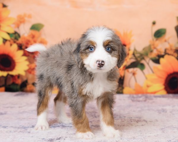 Photo of Ms. Kate the F1 Mini-Bernedoodle puppy