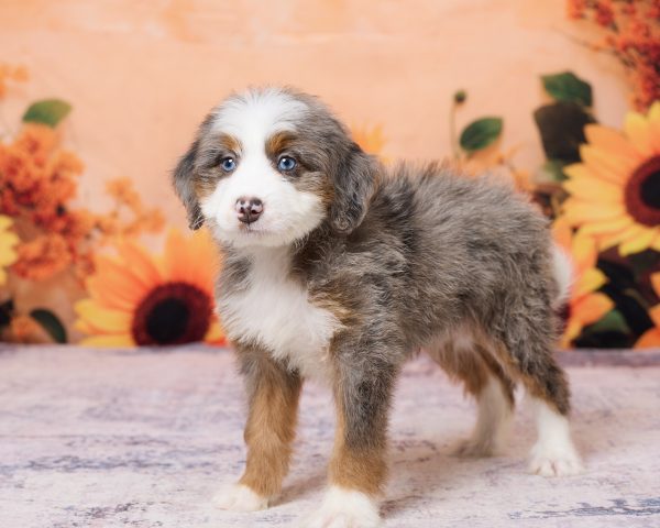 Photo of Ms. Kate the F1 Mini-Bernedoodle puppy
